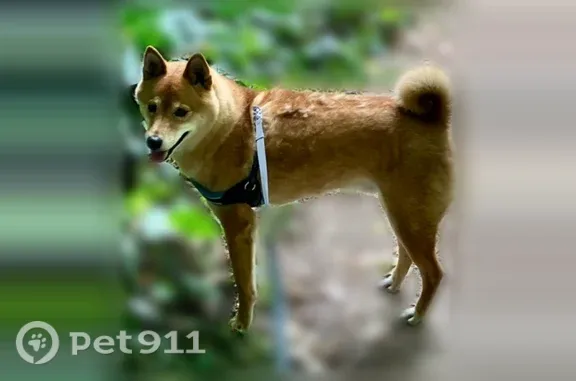 Missing dog Male, Portland (usl545715) - photo