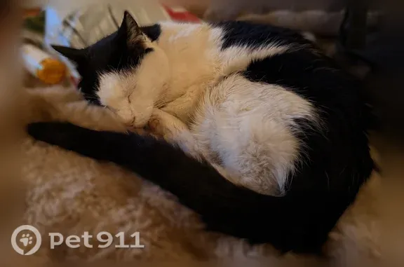 Missing cat Female, Lafayette (usl545718) - photo