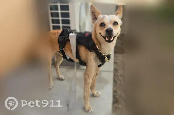 Found dog West Covina, photo: Found dog Male, West Covina (usf545723)