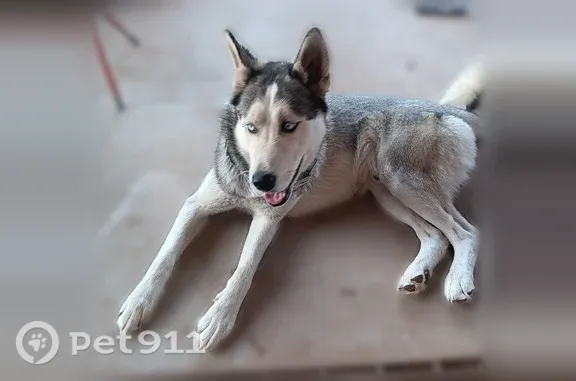 Missing dog Male, Schertz (usl545724) - photo