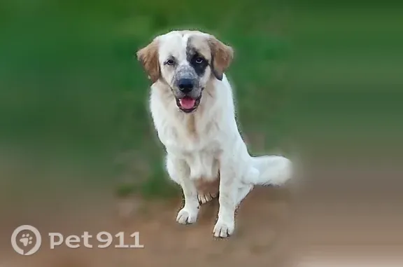 Lost dog, Polk Station Road, 1301, Rives, Union City — male Pyranese mix - photo
