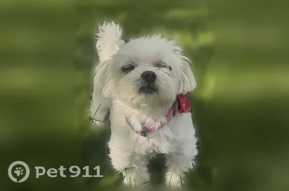 Lost dog, Orland Park, Illinois — female with white fur - photo
