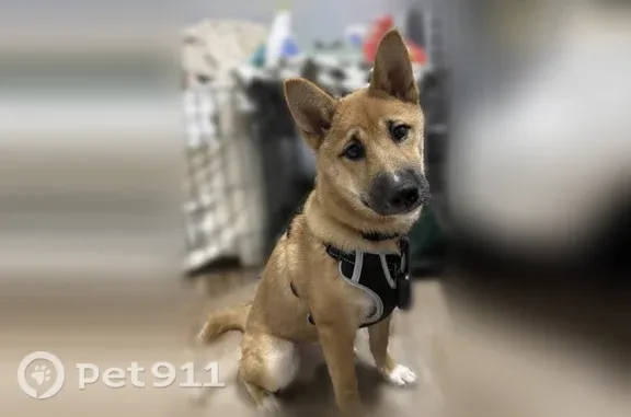 Lost male dog, County Road 42 West, 5, Burnsville — shy and friendly - photo