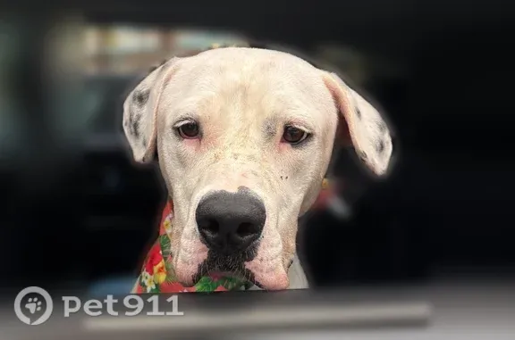 Missing dog Miami Beach, photo: Lost male dog, Meridian Avenue, 2001, Miami Beach, Miami Beach — white