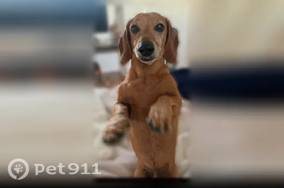 Lost dog, Crestview Drive, 1417, Modesto — male senior red/brown dachshund - photo