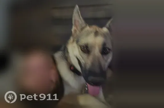 Lost female dog, Black Oak Road, 18920, Sonora, Sonora — black, gold and white - photo