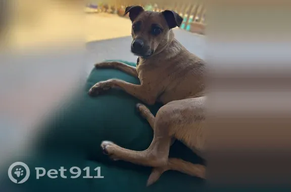 Lost Dog, East Windrose Drive, 5045, Scottsdale — male Chihuahua mix with a red collar - photo