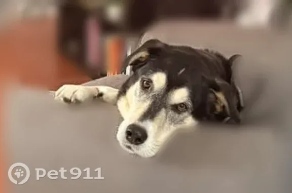 Lost dog, male, East Main Street, 1, Columbus — floppy ears and gray on face - photo