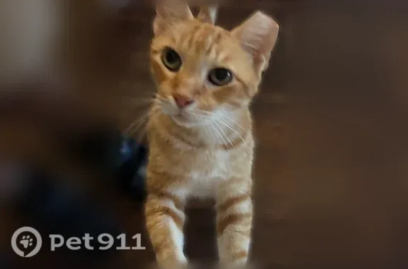 Lost cat, Crossvine Way, 1205, Pflugerville — male with a clipped left ear - photo