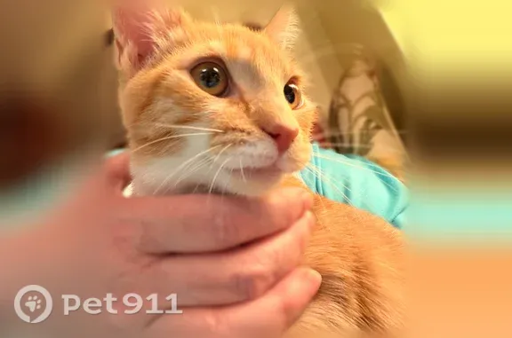Lost male cat, Bays Mountain Road, 2004, Knoxville — orange and white, neutered - photo