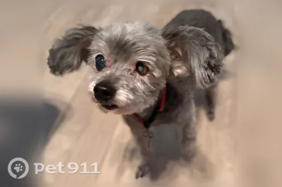 Lost male dog, Badger Court, 379, Prescott — blind in one eye - photo