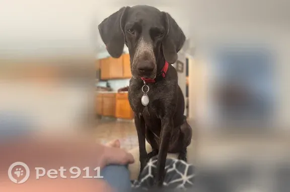 Lost Dog, Fort McDowell, Arizona, Fountain Hills — female German Shorthaired Pointer with a short tail - photo