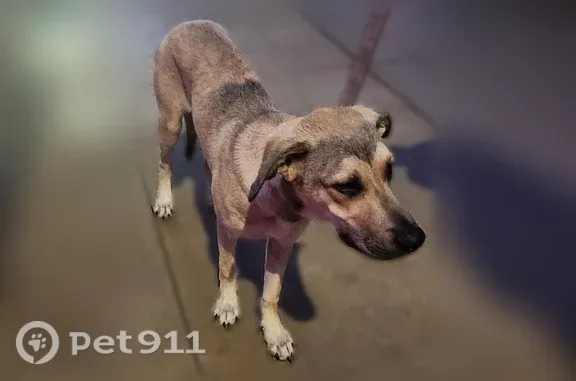 Found dog Detroit, photo: Found dog, East Pete Rose Way, Cincinnati, Detroit — male, brown