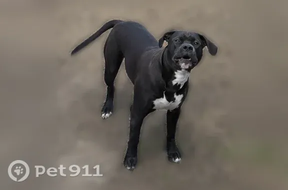 Lost dog, Walnut Street, 105, Lynn — black and white pitbull - photo