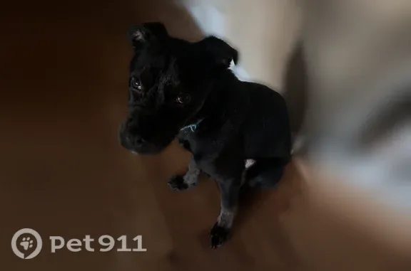 Lost dog, male, North Linden Road, 2456, Flint Charter Township, Flint — small black Lab - photo