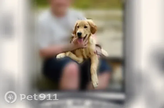 Missing dog Waterloo, photo: Lost dog, New York 318, 1607, Waterloo, Waterloo — female golden retriever