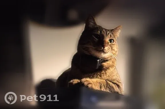 Lost cat, male, Baywood Drive, 7900, Austin — dark brown tabby - photo