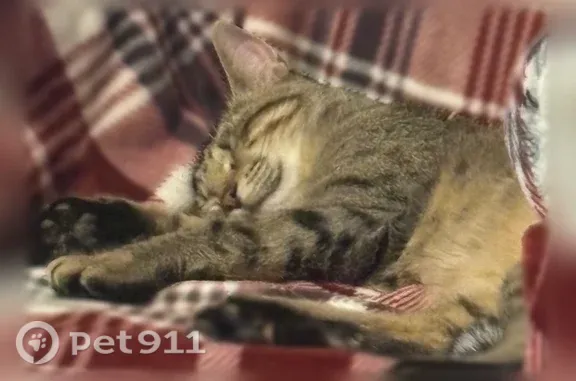 Stripes but not much white. Missing her left eye. She’s roughly a year old and slightly small for her age. She has been indoors since we found her a year ago. Usually talkative.