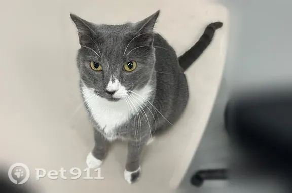 Lost cat, male, Creekmere Lane, 3217, Baton Rouge — very friendly - photo