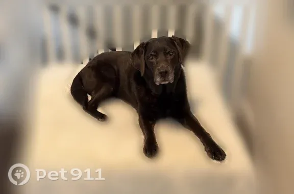Lost dog, Rankin Avenue, University Park, Dallas — female chocolate Lab with lighter hair around her mouth - photo