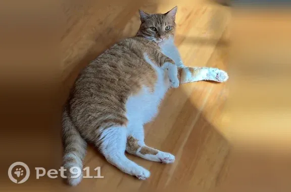 Lost cat, male, Blackburn Drive, 241, Berwyn, Paoli — skittish orange tabby - photo