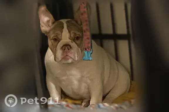 Lost male dog, Nye Avenue, 269, Irvington - photo