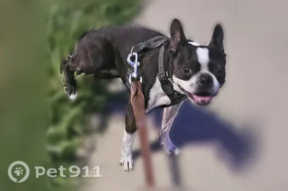 Lost Dog, Stigall Drive, 4606, Dallas — Female Boston Terrier with White Spots - photo
