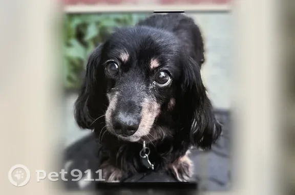 Lost dog, Lee Avenue, 555, Webster Groves — female black-and-tan dachshund - photo