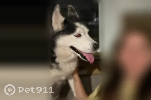 Found pets Franklin Square, photo: Found female dog, Sherwood Avenue, 122, Franklin Square — super friendly