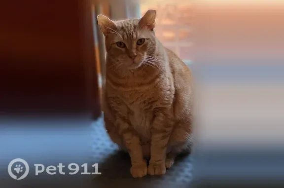 Lost cat, Cottonwood Avenue, Coram, Mount Sinai — male, large orange cat with a very small tail - photo