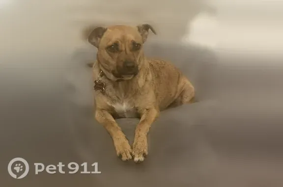 Lost male dog, East Voltaire Avenue, 4601, Phoenix — wearing a red collar - photo