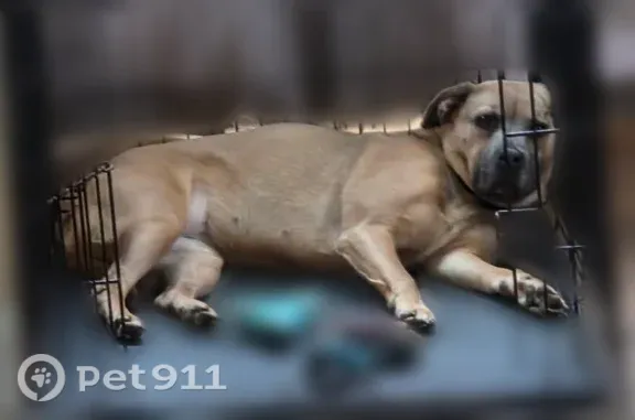 Tan with black snout. Wearing a training collar. Very skittish. Ran from pet sitter because of fireworks. Last seen on doorbell camera at 8:26 pm.