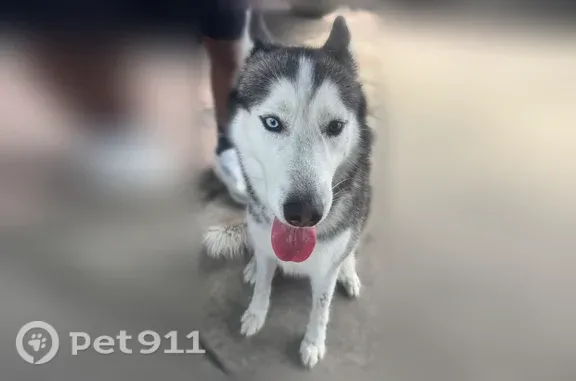 Found pets Miami, photo: Found male dog, Tamiami Canal Road, Miami — one blue and one brown eye