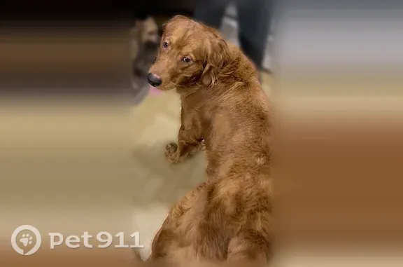 Lost dog, Hamilton Street, 228, Harrison — male, 11-month-old Golden Retriever - photo