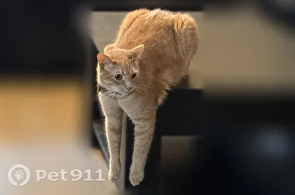 Lost cat, North Francis Street, 52605, South Bend — male orange tabby with amber eyes - photo