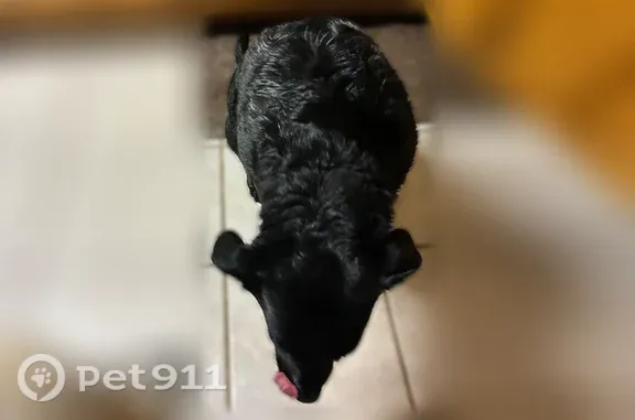 Found dog Cozad, photo: Found dog, County Road 761, 42475, Cozad, Cozad — older female Lab