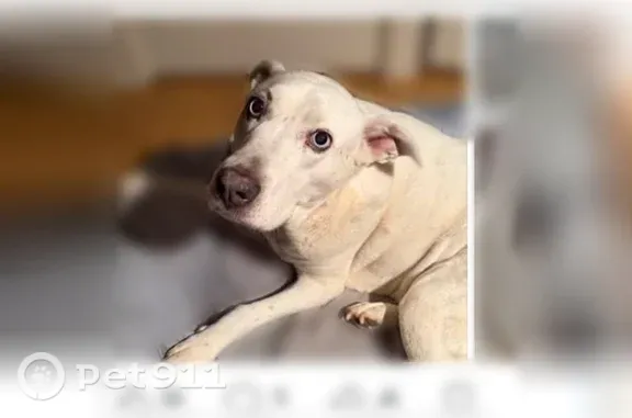 Lost dog, female, Flat Creek Road, 4941, Oakwood, Oakwood — blue eyes and severe arthritis - photo