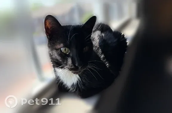 Lost cat, Bradyville Pike, 805, Murfreesboro — male, black and tuxedo coats - photo