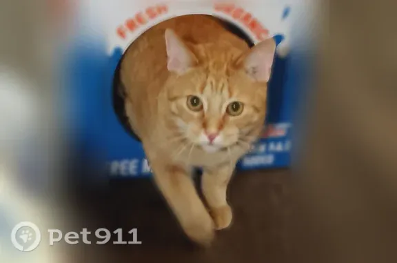 Lost cat, male, Lyons Avenue, 1820, Lansing — white chin - photo