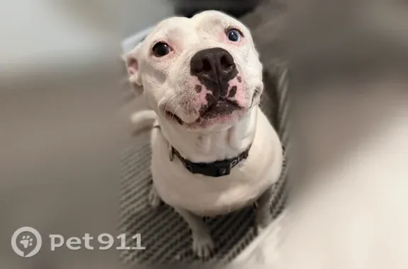 Lost dog, King Richard Court, 3501, Seffner, Brandon — female white pitbull with one blue and one brown eye - photo