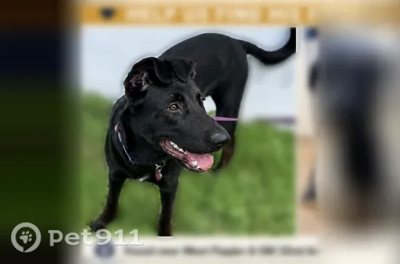 Found pets Miami, photo: Found dog, male, Southwest 32nd Avenue, 120, Miami — very friendly and young