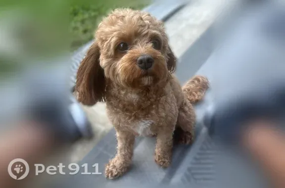 Lost dog, Firewheel Parkway, 2510, Garland — male, friendly but scared of strangers - photo