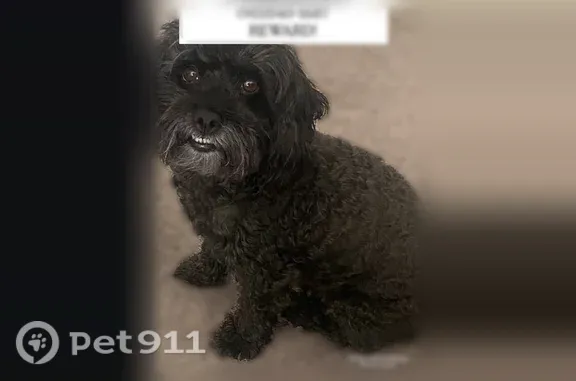 Lost dog, Dursley Street, 318, El Paso — male black poodle-Shih Tzu mix - photo