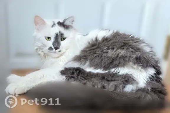 Lost cat, Lafayette, 71, Oxford, Oxford — long-haired grey and white male - photo