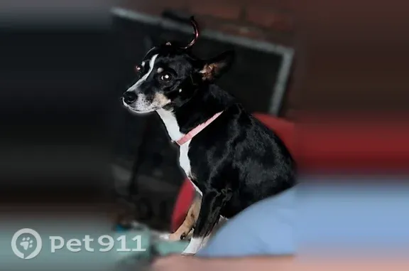 Lost female dog, Waltuma Avenue, 30, Edison, Yonkers — elderly and tricolor - photo