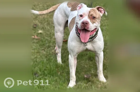 Found pets Evansville, photo: Found dog, Conlin Avenue, 4690, Evansville — male, hungry and well groomed
