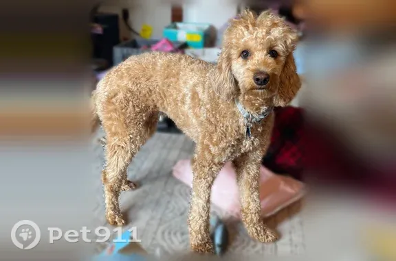Lost dog, Rabbit Lake Trail, Anchorage — female, apricot coat, blue-purple collar - photo