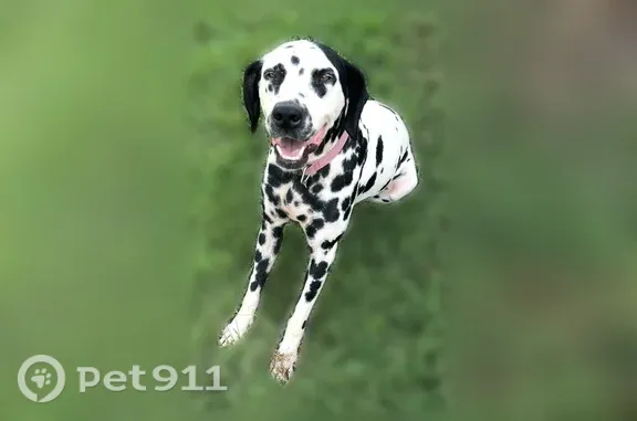 Missing dog Arley, photo: Lost dog, County Road 40, Helicon, Arley — female