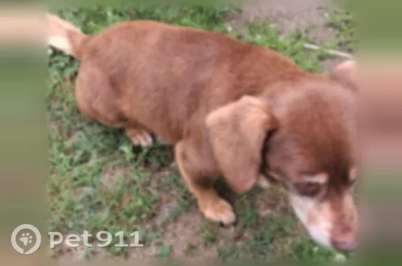 Lost dog, Walnut Street, 43, Trimble — friendly male dachshund mix - photo