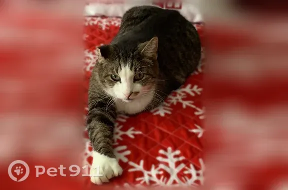 Lost cat, Hillcrest Circle, 10, Paris — male with 7 toes on each foot - photo